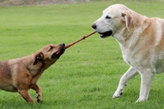 Tug of war