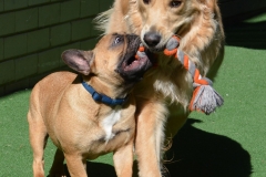 Lovely play mates