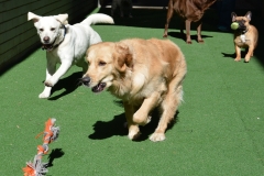 Always toys to play with