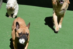 Chasing the ball and each other